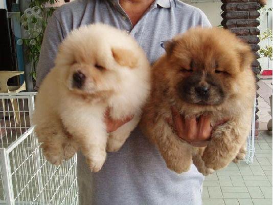 PoulaTo: Chow Chow